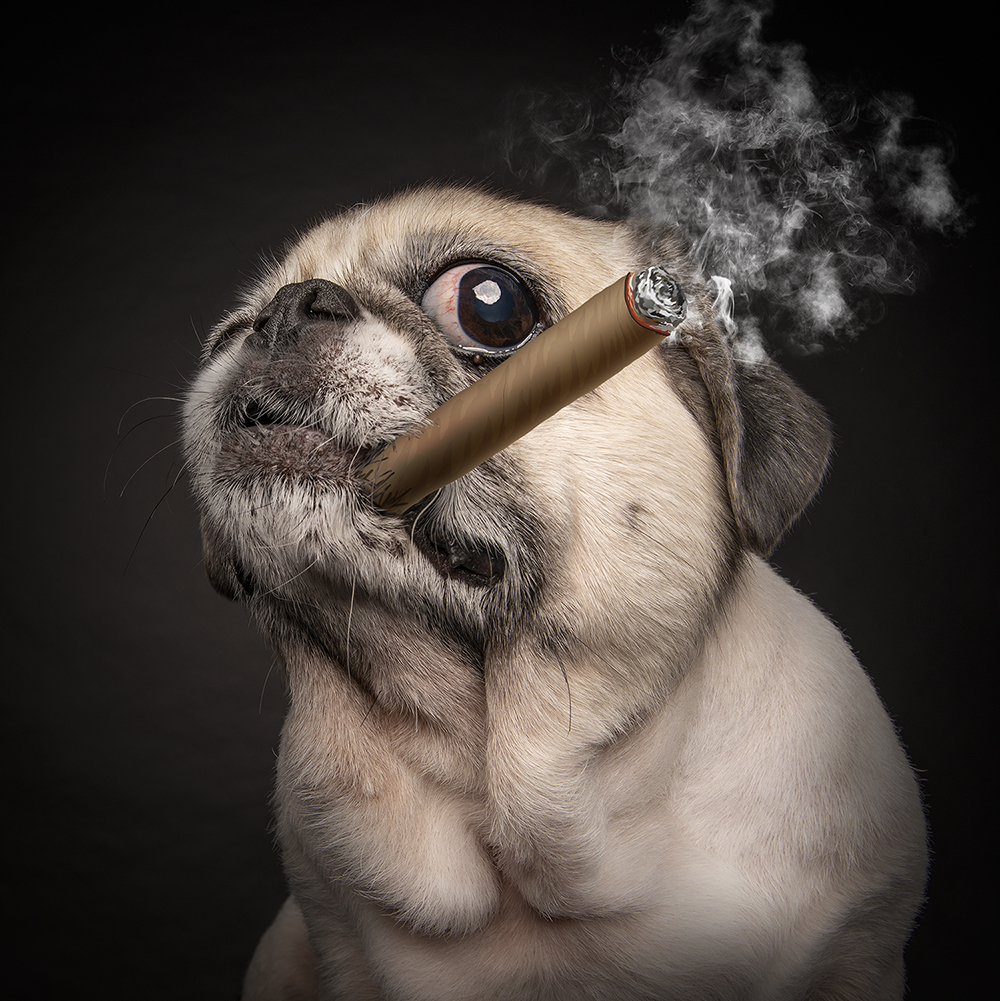 the-making-of-pug-boss-photo-magicdow